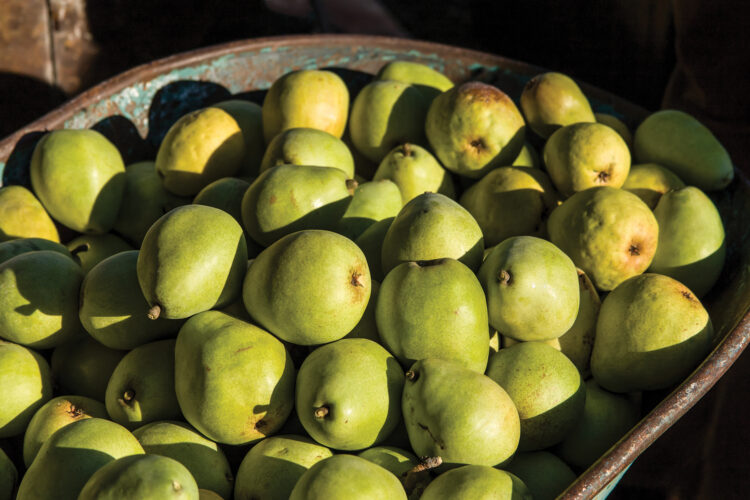 Growing Pear Trees Image